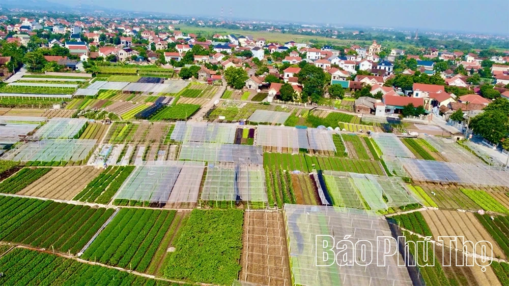יתרונות גידולי החורף