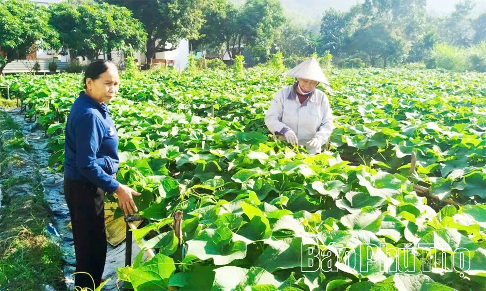 יתרונות גידולי החורף