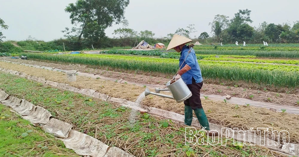 יתרונות גידולי החורף