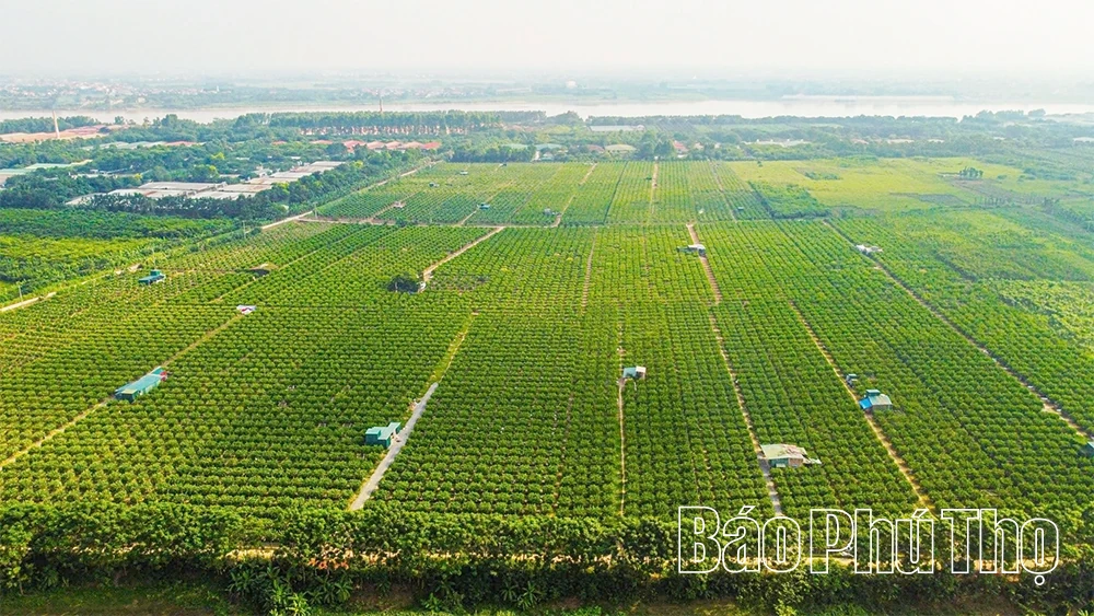 ผลไม้พระหัตถ์เปิดทางสู่ความมั่งคั่ง