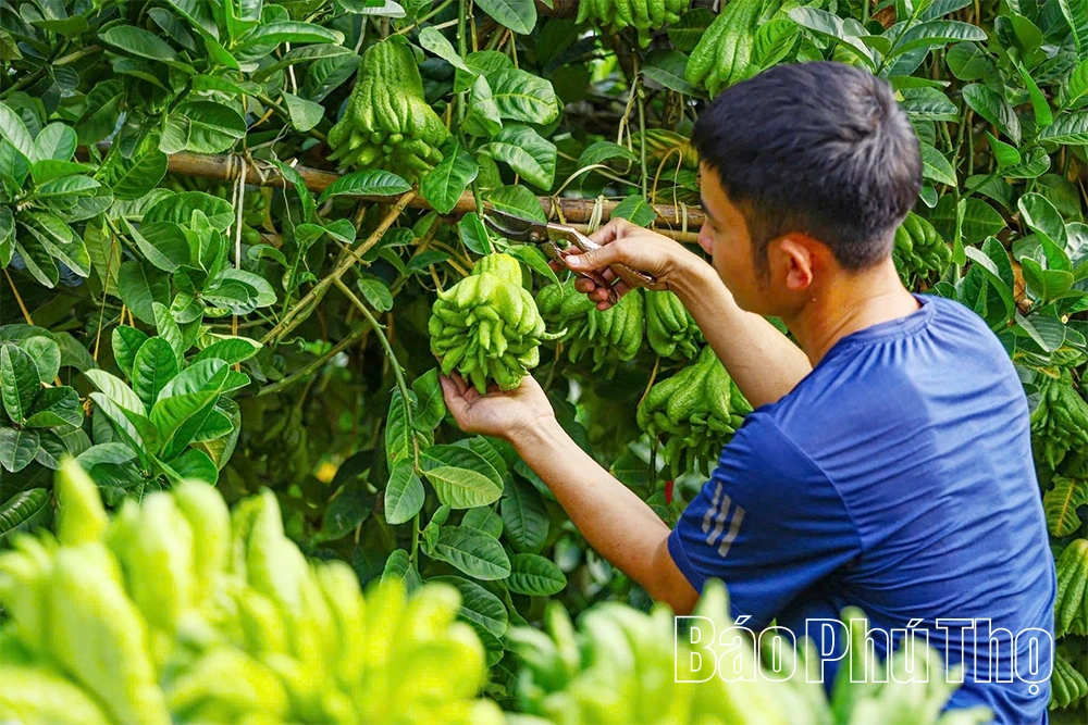 ผลไม้พระหัตถ์เปิดทางสู่ความมั่งคั่ง