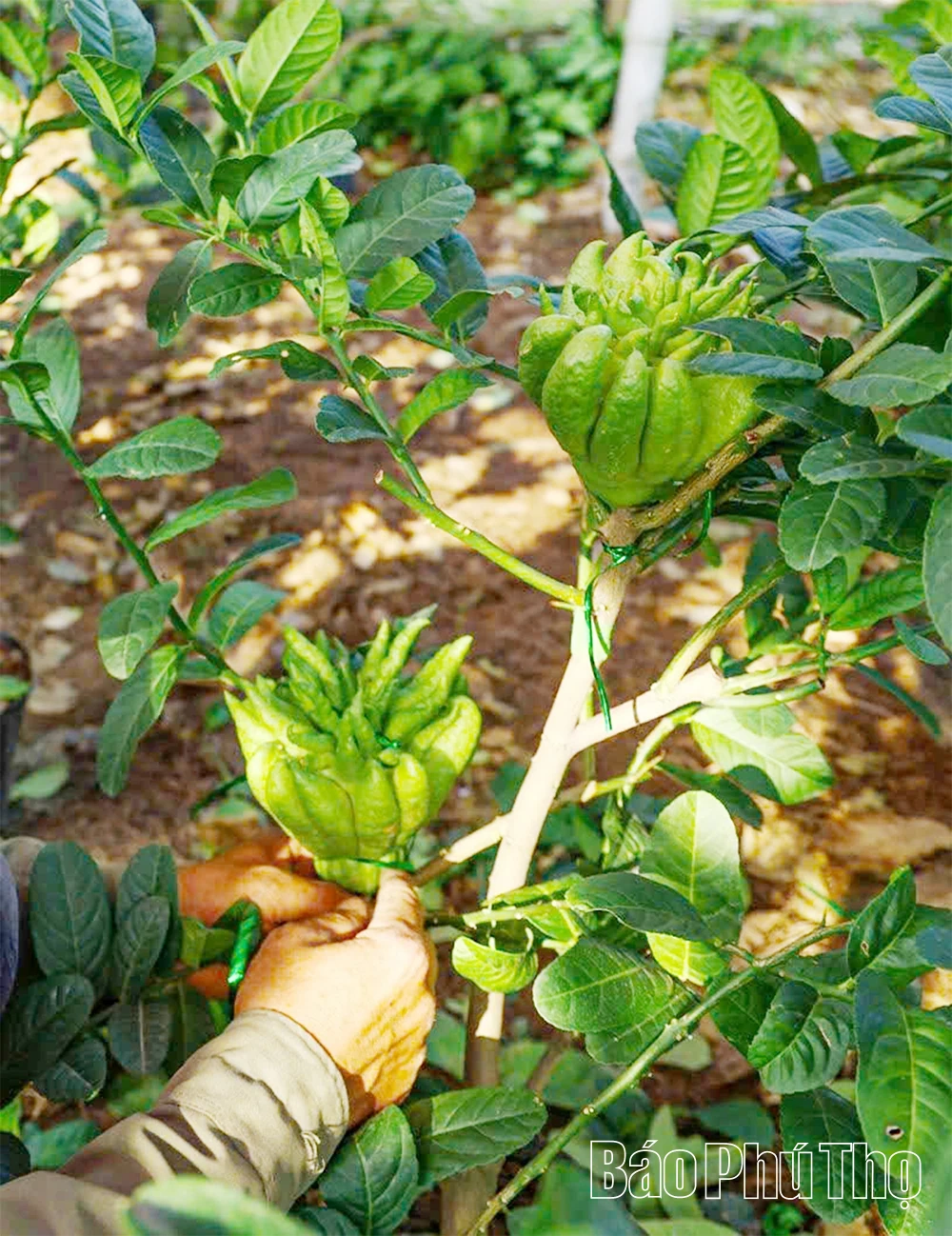 ผลไม้พระหัตถ์เปิดทางสู่ความมั่งคั่ง