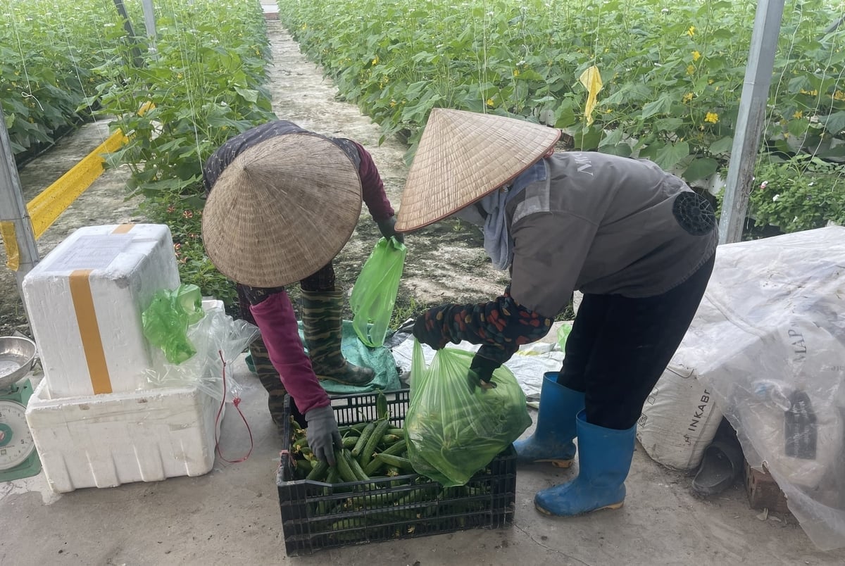 Au Viet Fam Cooperative میں کھیرے کی کٹائی۔ تصویر: فام ہوانگ۔ Thu hoạch dưa chuột tại Hợp tác xã Âu Việt Fam. Ảnh: Phạm Hoàng.