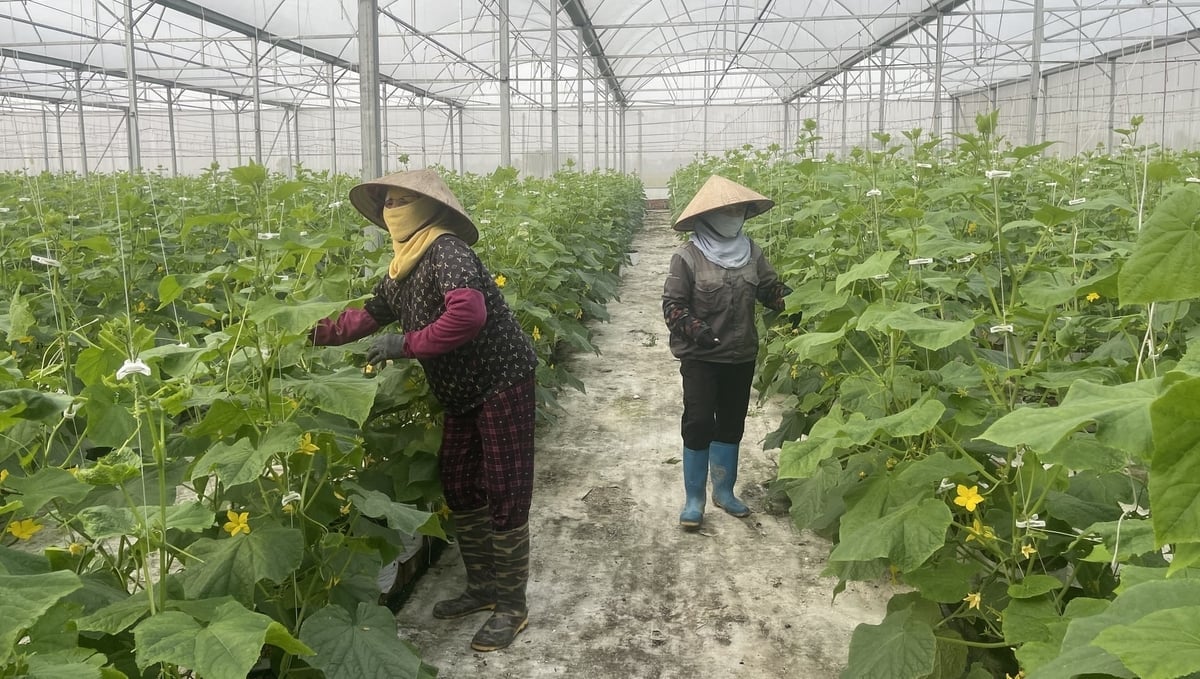 Au Viet Fam Cooperative کے پاس اس وقت 7 ہیکٹر سے زیادہ کاشت شدہ اراضی اور 10,000 مربع میٹر گرین ہاؤسز اور نیٹ ہاؤسز ہیں۔ تصویر: فام ہوانگ۔ Hợp tác xã Âu Việt Fam hiện có diện tích cây trồng trên 7ha và 10.000m2 nhà màng, nhà lưới. Ảnh: Phạm Hoàng.