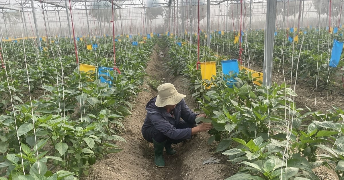 Au Viet Fam کوآپریٹو نے مختلف رنگوں کے چپچپا کاغذ کا استعمال کرتے ہوئے کیڑوں اور کیڑوں کو دستی طور پر پکڑ کر اختراع کی ہے۔ تصویر: فام ہوانگ۔ Hợp tác xã Âu Việt Fam đã sáng tạo bằng việc bắt sâu, bọ thủ công từ treo các giấy dính đủ loại màu. Ảnh: Phạm Hoàng.