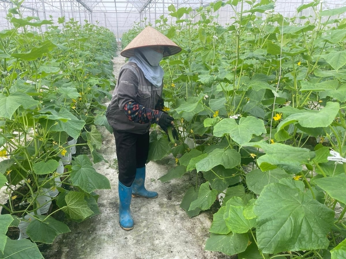 Au Viet Fam Cooperative کے تمام کارکنان کی عمر 60 سال یا اس سے زیادہ ہے، اور 100% مقامی باشندے ہیں۔ تصویر: فام ہوانگ۔ Lao động Hợp tác xã Âu Việt Fam đều có độ tuổi 60 trở lên, 100% người địa phương. Ảnh: Phạm Hoàng.