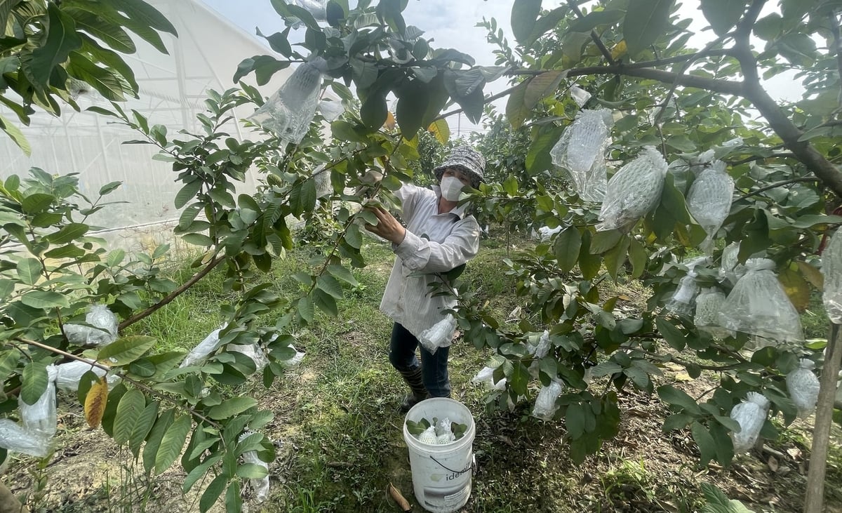 Au Viet Fam Cooperative کئی قسم کے پھلوں کے درخت اگاتا ہے۔ تصویر: فام ہوانگ۔ Hợp tác xã Âu Việt Fam trồng nhiều loại cây ăn quả. Ảnh: Phạm Hoàng.