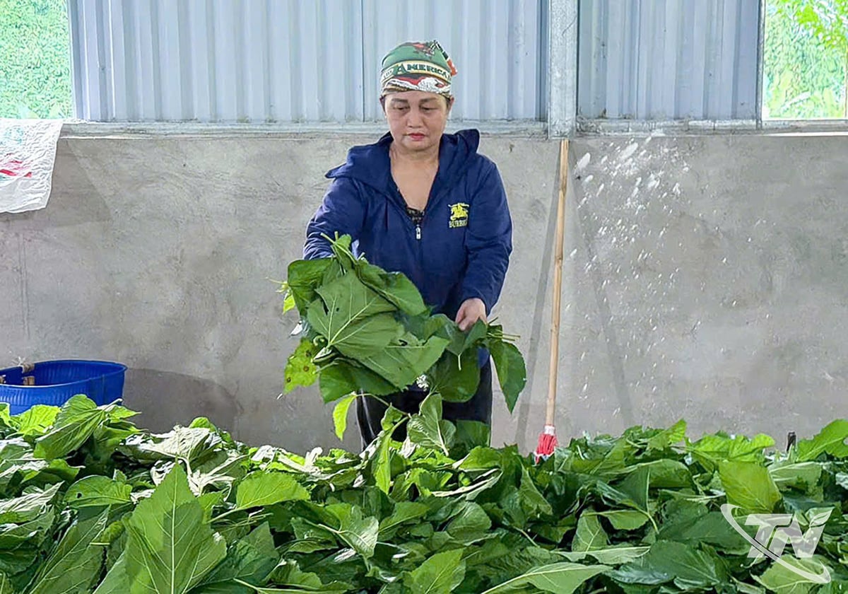 Členové družstva Boc Bo Mulberry připravují listy moruše pro krmení bource morušového.