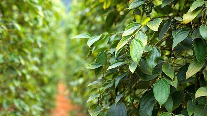 Актуальные цены на перец на сегодняшний день, 13 декабря 2025 года, во Вьетнаме и во всем мире. Giá tiêu hôm nay 13/12/2025 ở trong nước và thế giới mới nhất