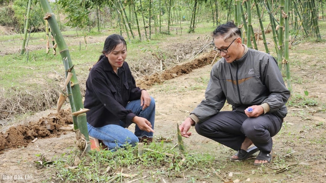 Model pěstování bambusových výhonků ve všech čtyřech ročních obdobích se ukazuje jako efektivní.