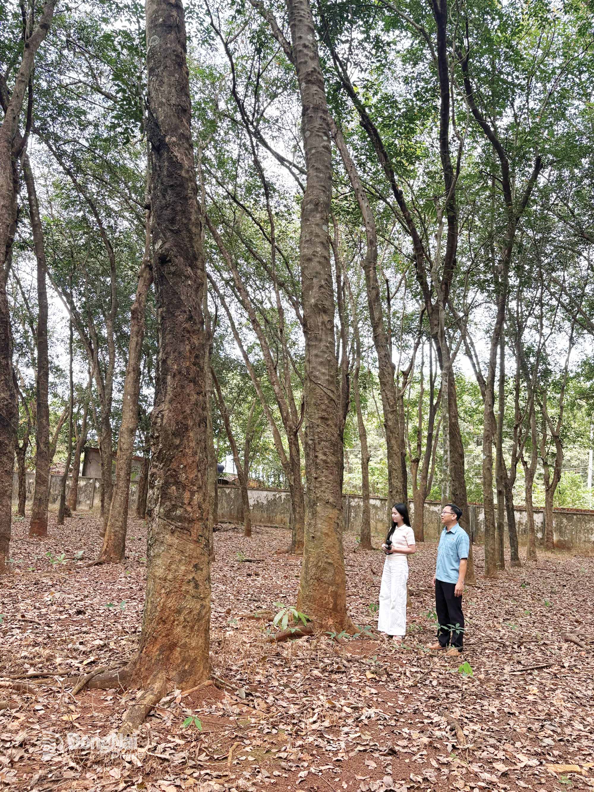 Dl. Nguyen Mau Huy, adjunctul șefului echipei Long Tan, prezintă reporterilor plantația de cauciuc. Foto: Ngoc Thao.