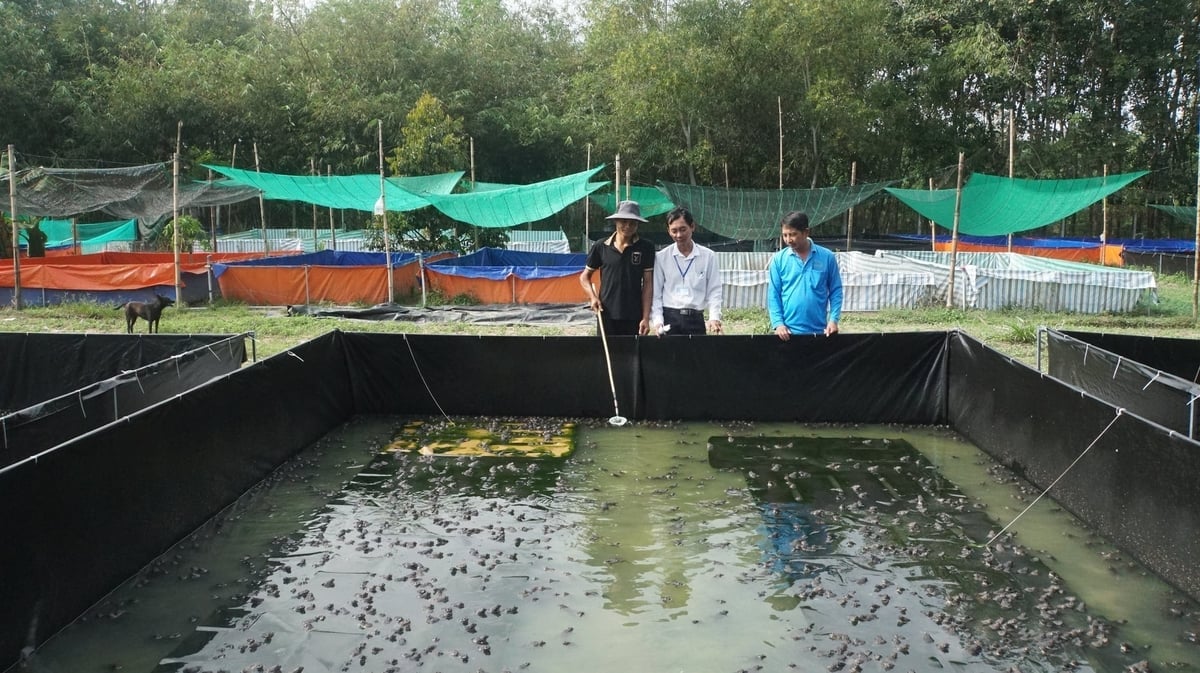 ជីវភាពរស់នៅថ្មីពីគំរូចិញ្ចឹមកង្កែបអណ្តែតទឹកក្នុងធុង នៅភូមិឡុកទ្រុង ឃុំឡុកនិញ។ រូបថត៖ ត្រឹនទ្រុង។ Sinh kế mới từ mô hình nuôi ếch bể nổi tại ấp Lộc Trung, xã Lộc Ninh. Ảnh: Trần Trung.