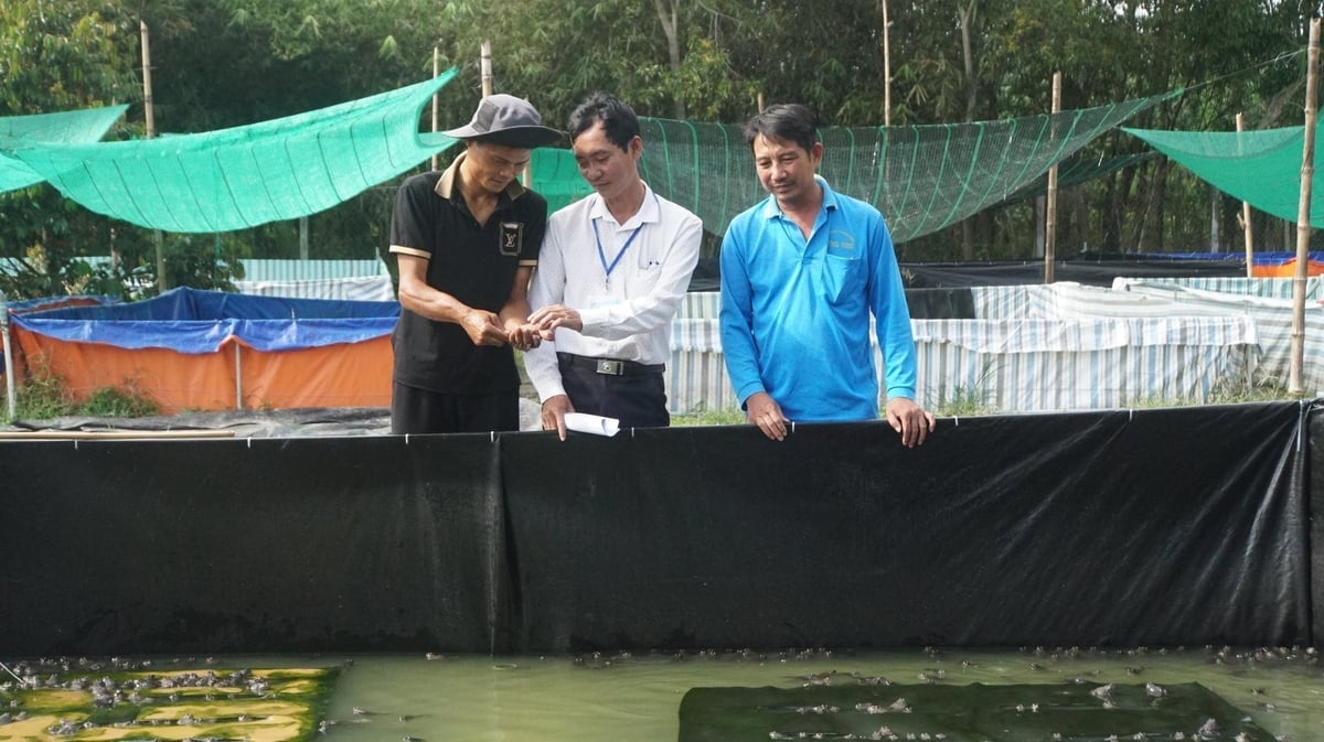 មន្ត្រីឃុំ និងភូមិ រួមជាមួយបុគ្គលិកផ្សព្វផ្សាយកសិកម្ម ធ្វើការជាមួយកសិករ។ រូបថត៖ ត្រឹន ទ្រុង។ Cán bộ xã, ấp cùng khuyến nông đồng hành cùng người nông dân. Ảnh: Trần Trung.