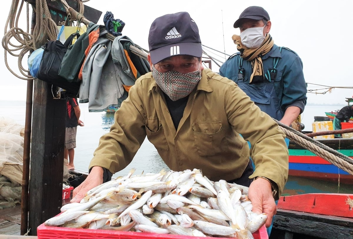ການດຳເນີນງານຂອງທ່າເຮືອຫາປາຊ່ວຍໃຫ້ການຄວບຄຸມເຮືອເຂົ້າ ແລະ ອອກຈາກທ່າເຮືອງ່າຍຂຶ້ນ, ພ້ອມທັງການຕິດຕາມອາຫານທະເລ. ພາບ: ຮຸ່ງຟຸກ. Cảng cá đi vào hoạt động tạo điều kiện thuận lợi cho ngành chức năng kiểm soát tàu thuyền ra vào cảng, truy xuất nguồn gốc hải sản. Ảnh: Hưng Phúc.