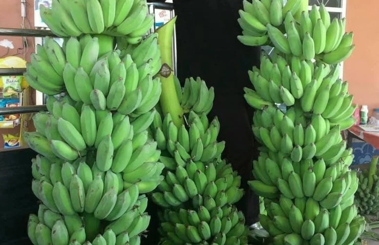 ការនាំចេញចេករបស់ប្រទេសវៀតណាមអាចឈានដល់ 1 ពាន់លានដុល្លារយ៉ាងងាយស្រួល - រូបថតទី 2។ Xuất khẩu chuối của Việt Nam hoàn toàn có thể chạm mốc 1 tỷ USD- Ảnh 2.