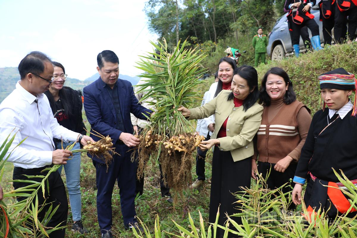 Les responsables du département de la propagande et de la mobilisation des masses du comité provincial du Parti ont effectué une inspection sur le terrain de la zone plantée de gingembre à chair jaune dans le village de Tham Quang.