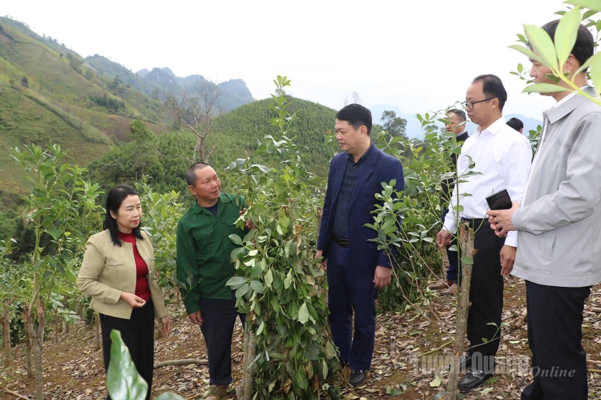 Des responsables du département de la propagande et de la mobilisation des masses du comité provincial du Parti et du sous-département provincial de la protection des végétaux et de la production agricole ont inspecté la zone plantée d'anis étoilé.