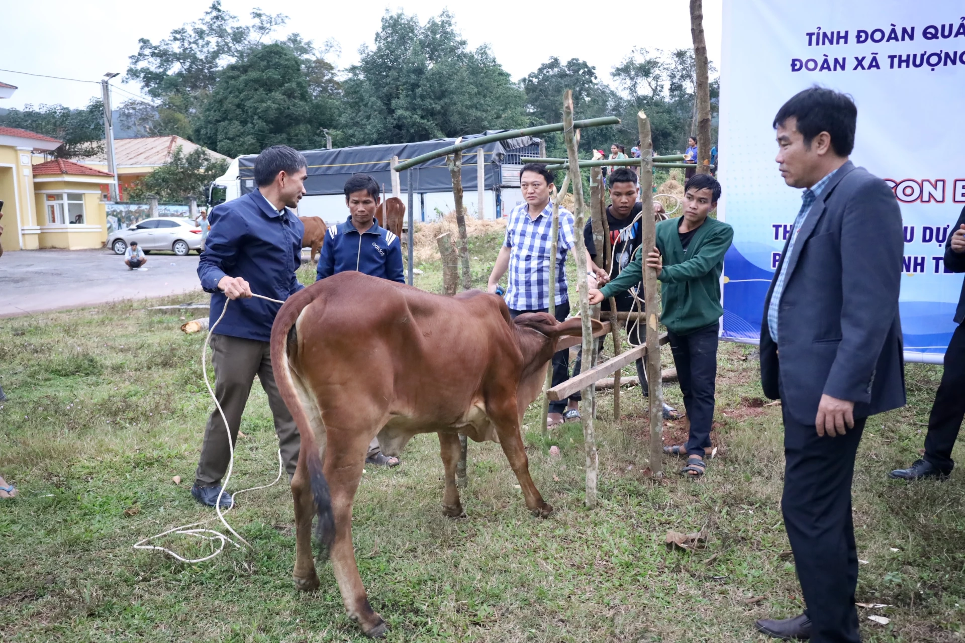 Young people from ethnic minority communities in Coóc village, Thượng Trạch border commune, receive hybrid cows from the National Target Program for socio-economic development in ethnic minority and mountainous areas in 2025. Photo: Quang Ngọc