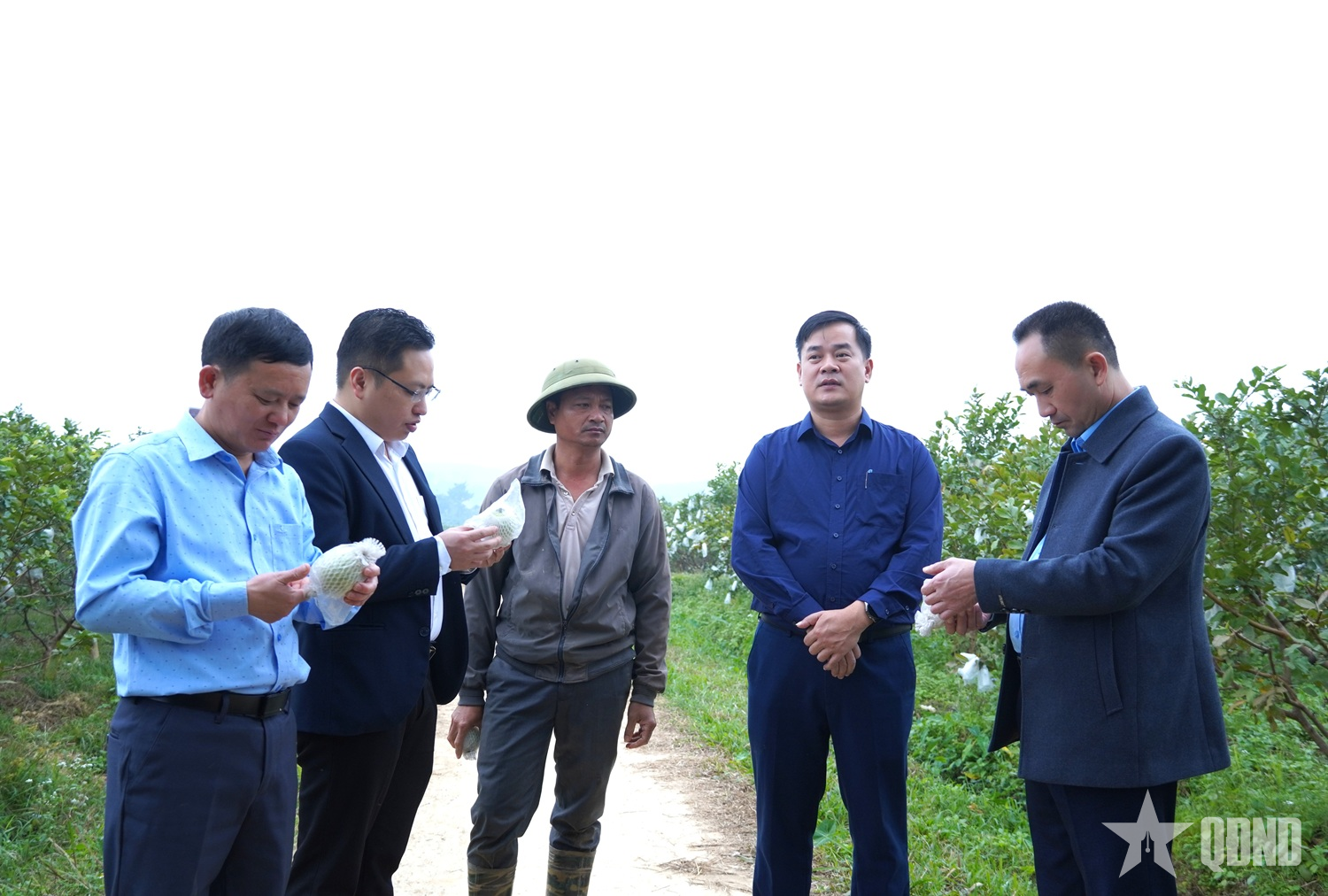 កសិករដាំផ្លែស្វាយម្នាក់នៅឃុំង៉ុកត្រាវ (ខេត្តថាញ់ហ័រ) បានចែករំលែកបទពិសោធន៍ផលិតកម្មរបស់គាត់ជាមួយគណៈប្រតិភូមកពីឃុំសឺនវី។