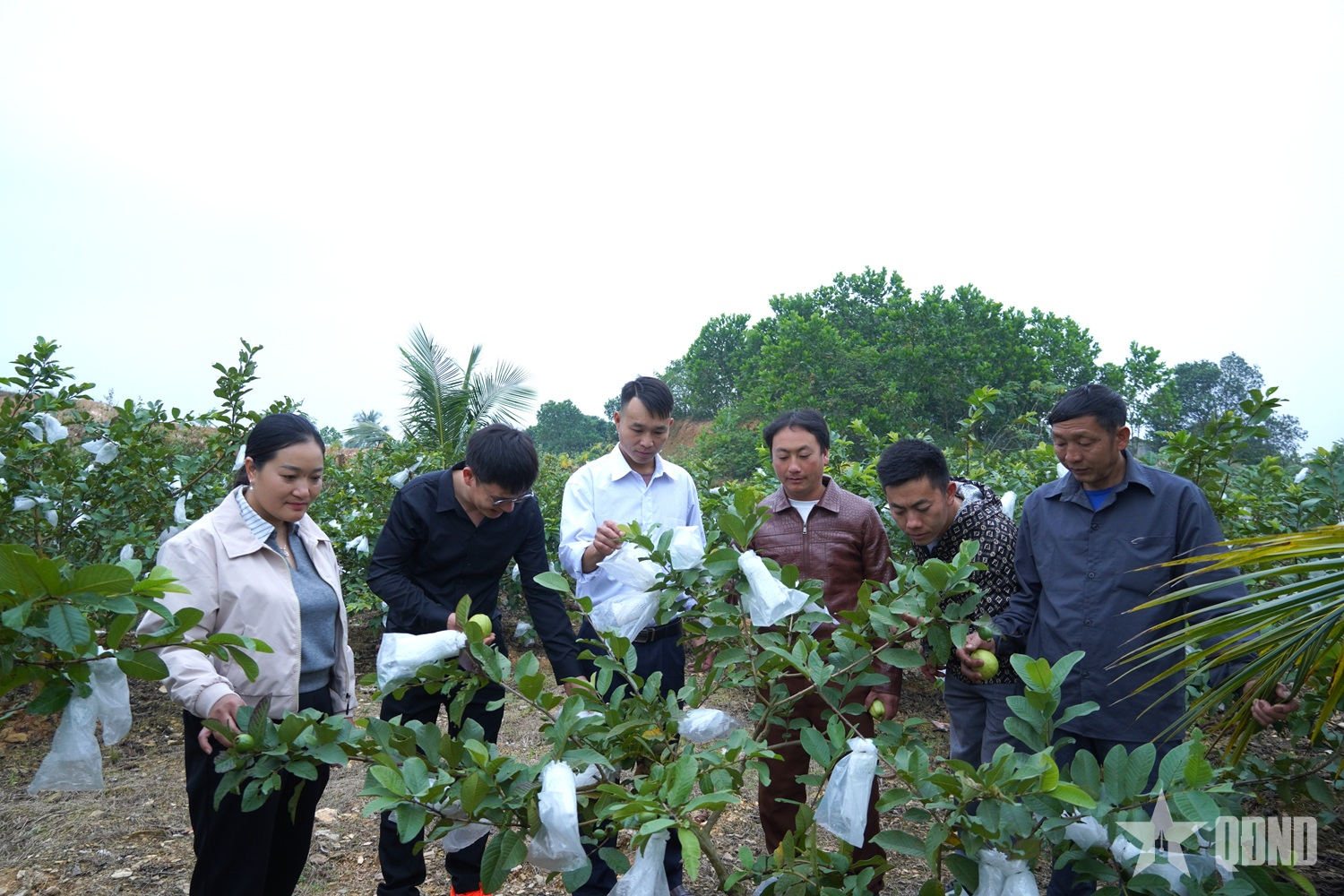 លេខាធិការសាខាបក្ស និងប្រធានភូមិនៃឃុំសើនវី (ខេត្តទុយនក្វាង) បានទៅទស្សនា និងស្វែងយល់អំពីគំរូដាំដុះផ្លែត្របែក ដើម្បីអនុវត្តវាទៅក្នុងការអនុវត្តក្នុងស្រុករបស់ពួកគេ។