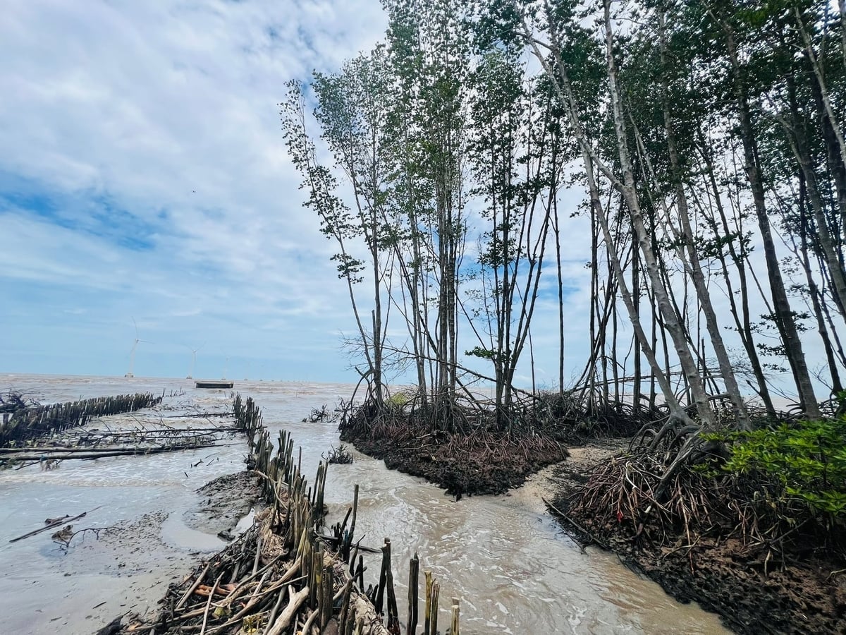 Sesuvy půdy v Ca Mau jsou stále složitější. Foto: Trong Linh. Diễn biến sạt lở tại Cà Mau ngày càng phức tạp. Ảnh: Trọng Linh.