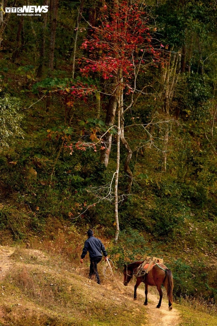 A Cao Bang-i mesterséges tó ősszel, amikor a levelek színe megváltozik, ugyanolyan élénk, mint az európai táj - 8