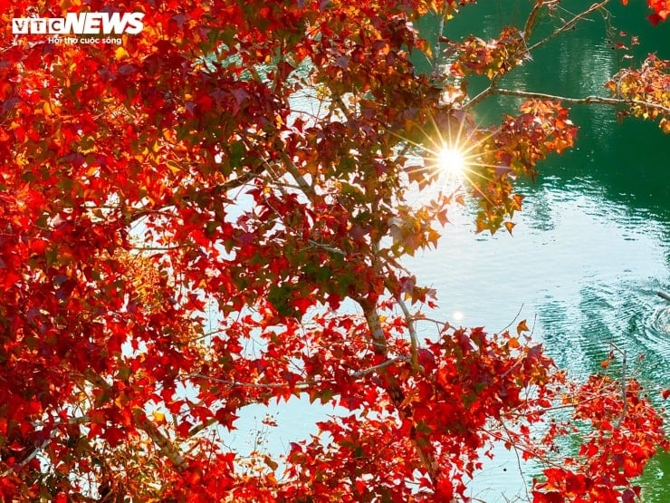 Den kunstige innsjøen i Cao Bang er like livlig som den europeiske høsten når bladene skifter farge - 5