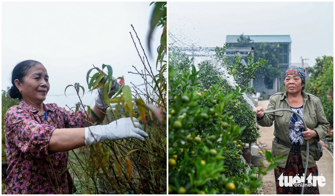 Fjerner blader og beskjærer trær for å ønske våren velkommen: Hanois fersken- og kumquatlandsbyer yrer av aktivitet når sesongen nærmer seg - Bilde 1. làng đào - Ảnh 1.
