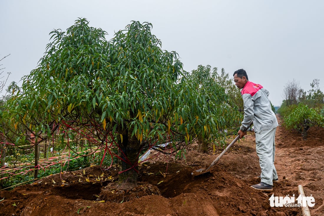 Fjerner blader og beskjærer trær for å ønske våren velkommen: Hanois fersken- og kumquatlandsbyer yrer av aktivitet i løpet av sesongen - Bilde 4. Làng đào, làng quất Hà Nội 'tất bật' vào mùa tuốt lá, uốn thế đón xuân - Ảnh 3.