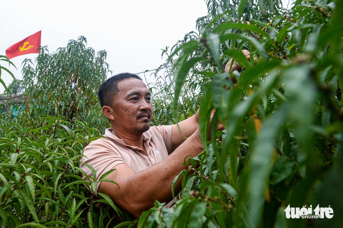 Fjerner blader og beskjærer trær for å ønske våren velkommen: Hanois fersken- og kumquatlandsbyer yrer av aktivitet i løpet av sesongen - Bilde 8. làng đào - Ảnh 8.