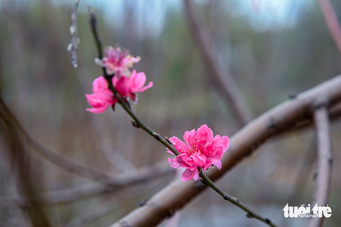 Fjerner blader og beskjærer trær for å ønske våren velkommen: Hanois fersken- og kumquatlandsbyer yrer av aktivitet i løpet av sesongen - Bilde 9. làng đào - Ảnh 9.