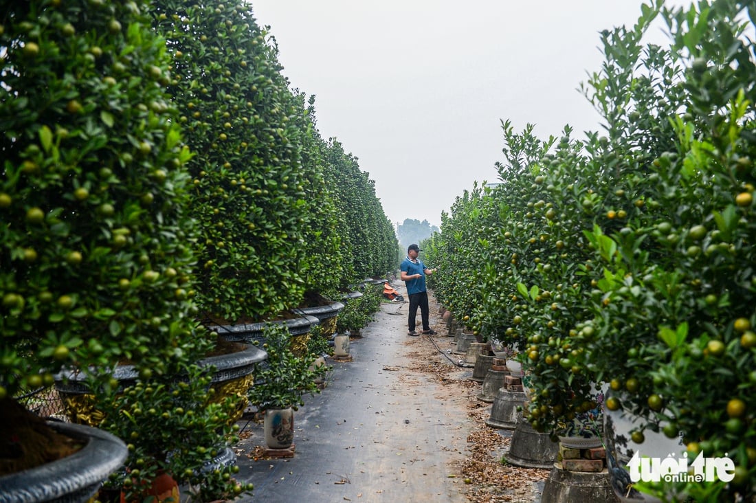 Fjerner blader og beskjærer trær for å ønske våren velkommen: Hanois fersken- og kumquatlandsbyer yrer av aktivitet når sesongen nærmer seg - Bilde 10. Làng đào, làng quất Hà Nội 'tất bật' vào mùa tuốt lá, uốn thế đón xuân - Ảnh 9.