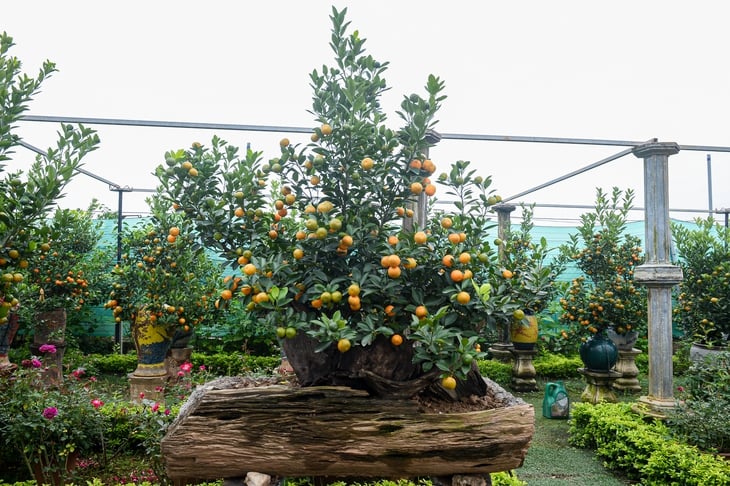 làng đào - Ảnh 11.