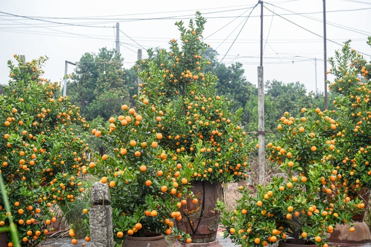 làng đào - Ảnh 13.