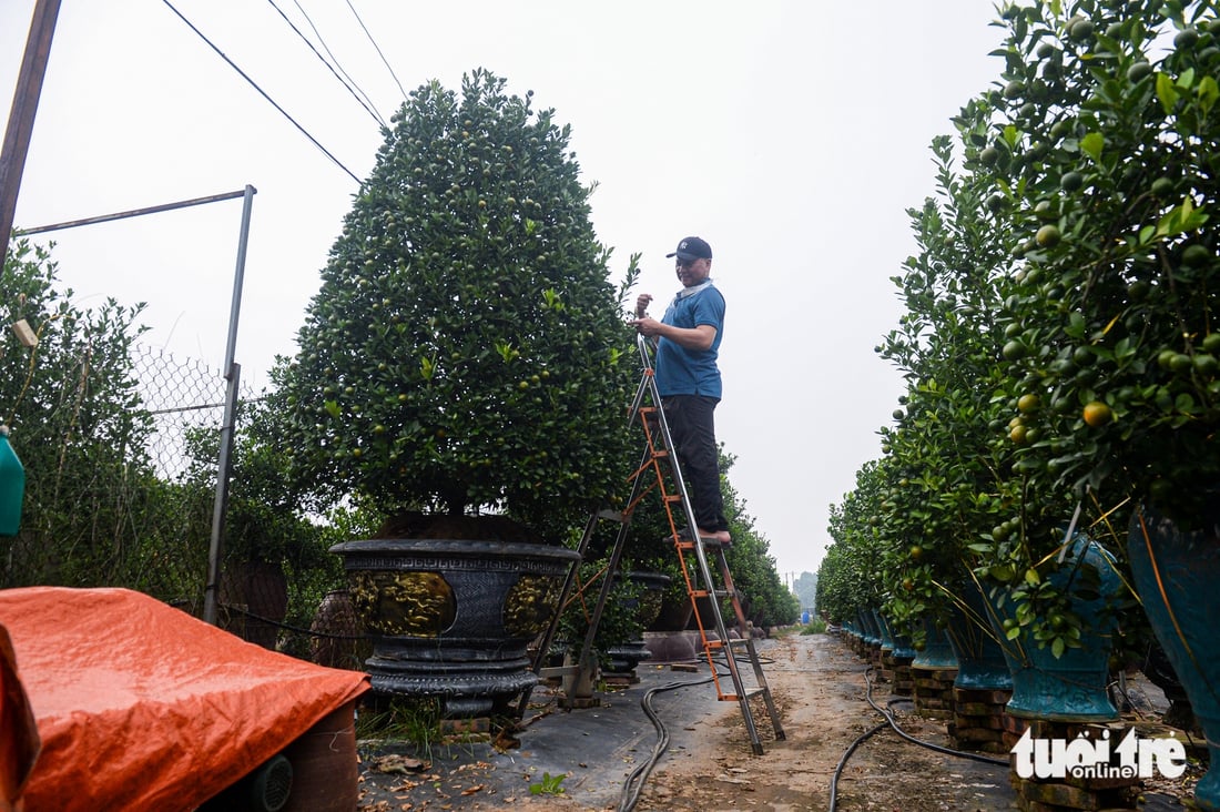 Fjerner blader og beskjærer trær for å ønske våren velkommen: Hanois fersken- og kumquatlandsbyer yrer av aktivitet når sesongen nærmer seg - Bilde 14. Làng đào, làng quất Hà Nội 'tất bật' vào mùa tuốt lá, uốn thế đón xuân - Ảnh 13.