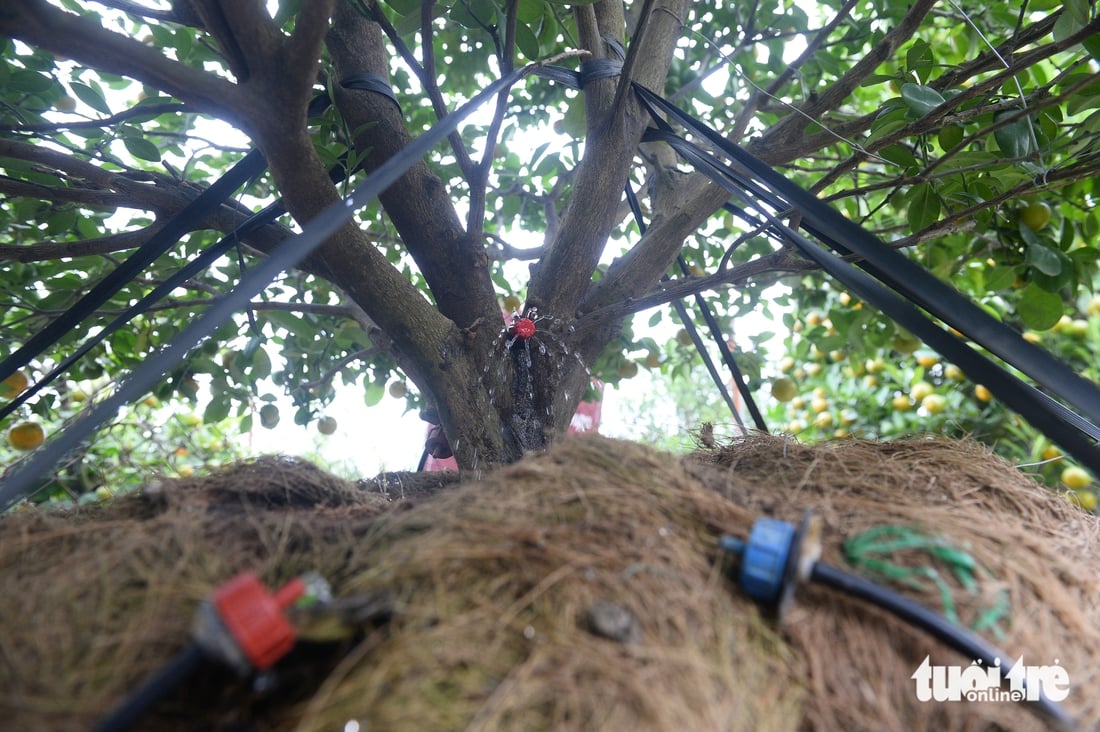 Fjerner blader og beskjærer trær for å ønske våren velkommen: Hanois fersken- og kumquatlandsbyer yrer av aktivitet i løpet av sesongen - Bilde 15. làng đào - Ảnh 15.