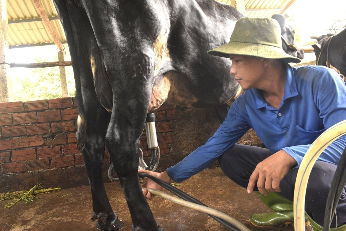 Mr. Tran Van Cuong is milking a cow. Photo: Minh Dam. Anh Trần Văn Cường đang lấy sữa bò. Ảnh: Minh Đảm.