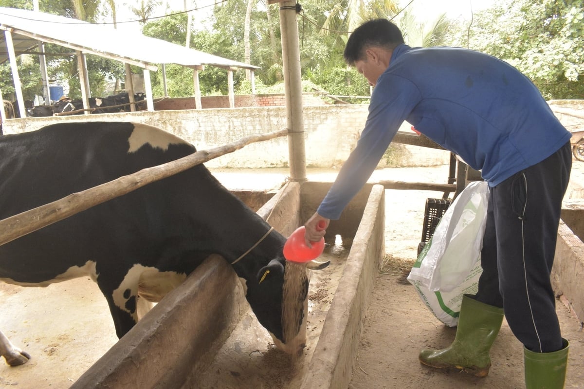 Feeding cows extra bran to increase milk production. Photo: Minh Đảm. Cho bò ăn thêm cám để tăng lượng sữa. Ảnh: Minh Đảm.