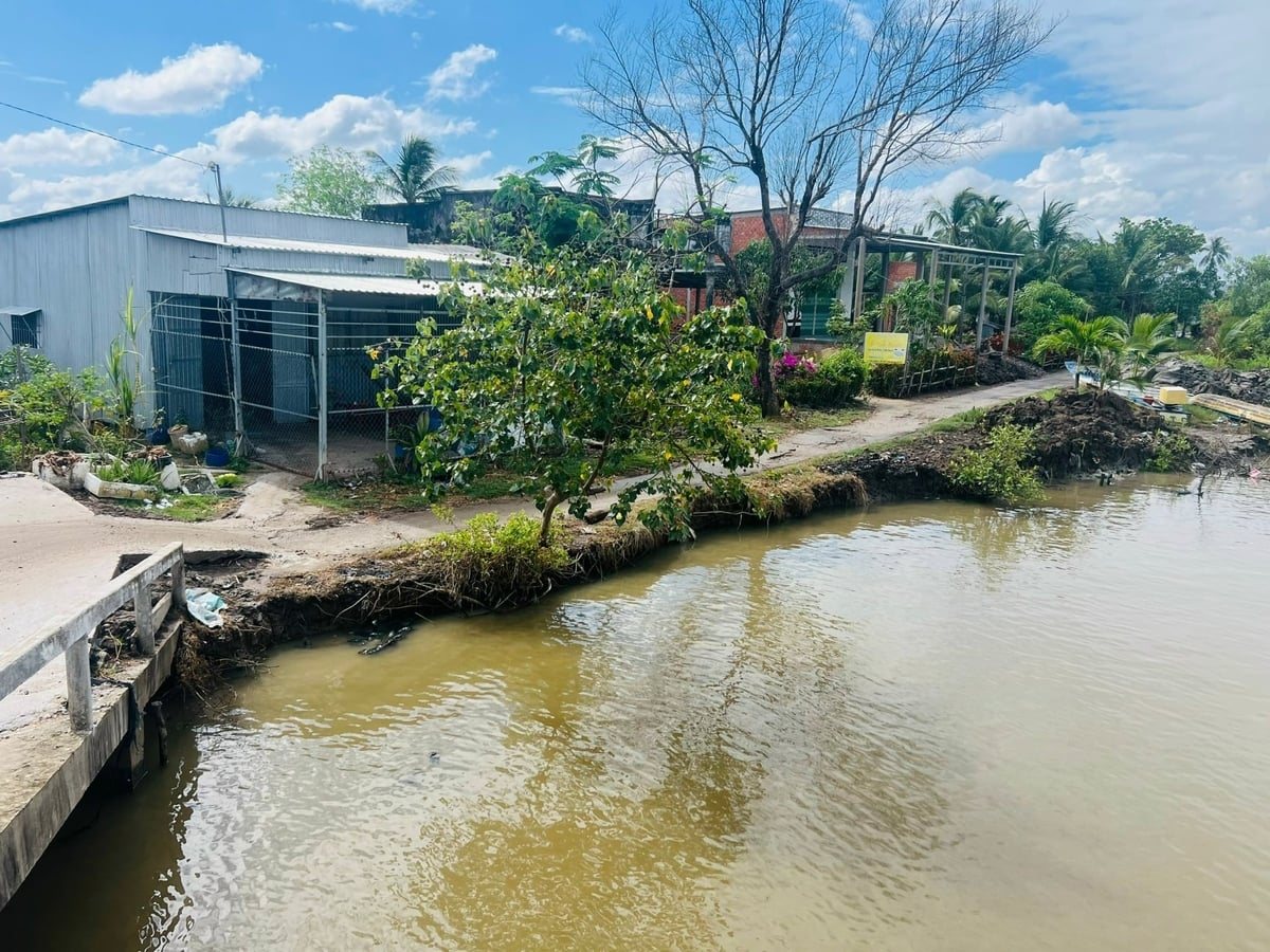 V průběhu let se eroze říčních břehů v Ca Mau stala stále složitější. Foto: Trong Linh. Những năm qua tình trạng sạt lỡ bờ sông tại Cà Mau diễn biến phức tạp. Ảnh: Trọng Linh.