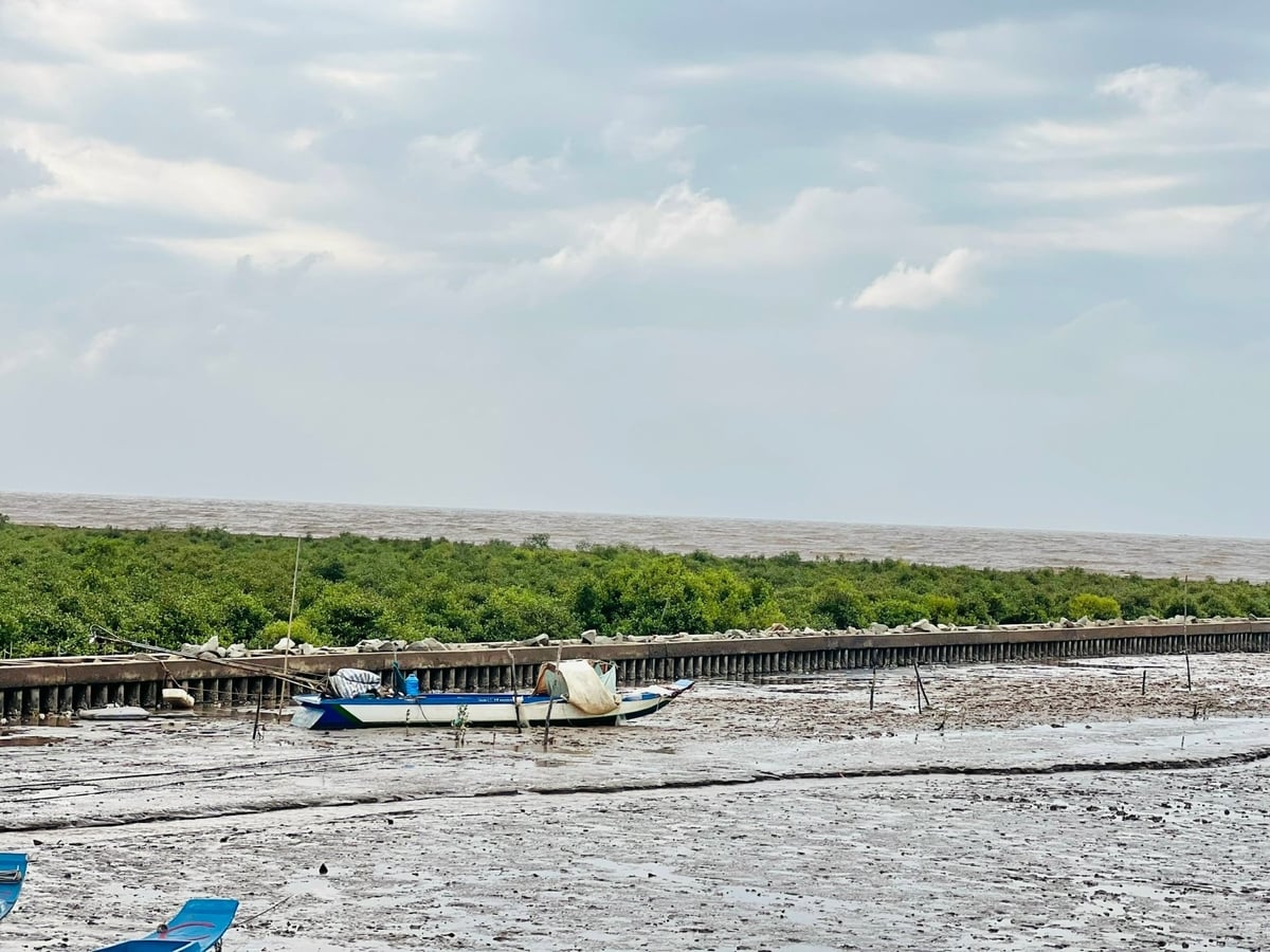 Odstranění náspu pomáhá obnovit mangrovový les. Foto: Trong Linh. Giải giáp kè giúp khôi phục rừng ngập mặn. Ảnh: Trọng Linh.