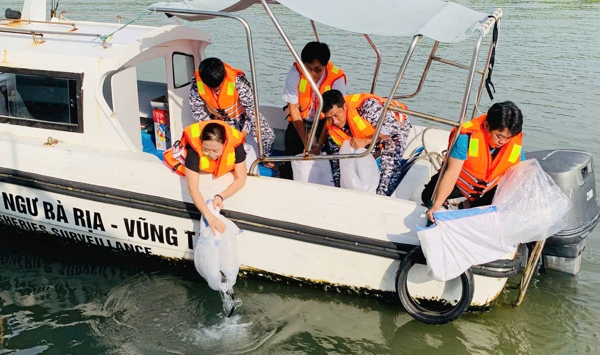 Oddělení pro rybolov a inspekci rybolovu v Ho Či Minově Městě vypouští rybí potěr v biosférické rezervaci Can Gio. Foto: QK. Chi cục Thủy sản và Kiểm ngư TP.HCM thả cá giống tại khu vực Khu Dự trữ sinh quyển Cần Giờ. Ảnh: QK.