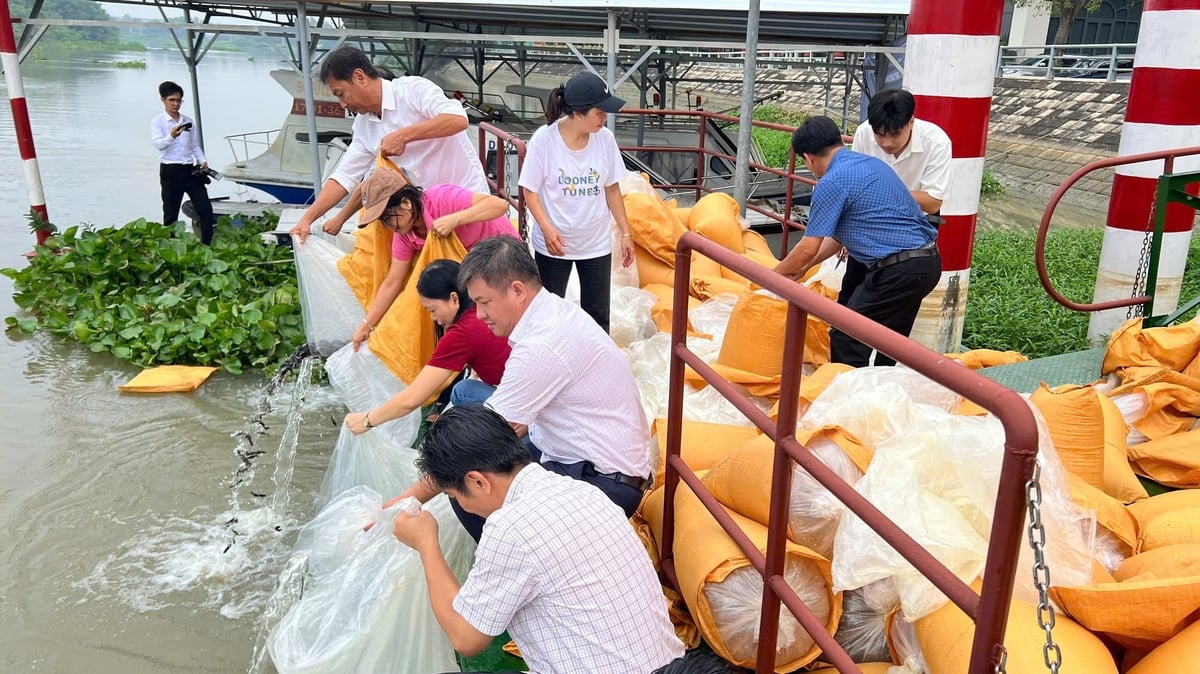 Byly vypuštěny dva druhy rybího plůdku: sumec červenoocasý a kanice, oba dobře přizpůsobené vodnímu prostředí, což zlepšilo míru přežití. Foto: QK. Hai loại cá giống được thả là cá Lăng đuôi đỏ và cá Mú, phù hợp với môi trường nước, nâng cao tỷ lệ sống. Ảnh: QK.