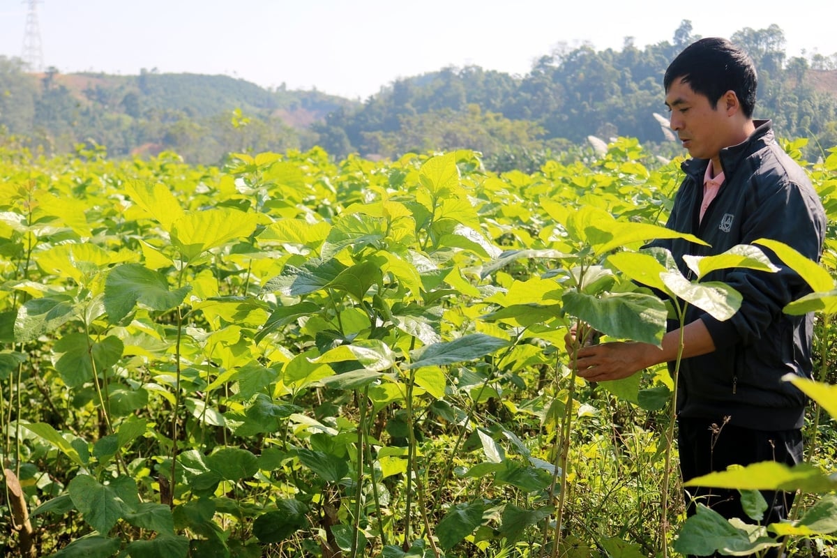 تغییر از محصولات کمبازده ذرت و کاساوا به کشت توت و پرورش کرم ابریشم به مردم کمون فوک خان کمک کرده است تا ۲ تا ۳ برابر بیشتر از قبل درآمد کسب کنند. عکس: بیچ هاپ. Chuyển đổi từ cây ngô, cây sắn kém hiệu quả sang trồng dâu nuôi tằm giúp người dân xã Phúc Khánh có thu nhập gấp 2 - 3 lần trước đây. Ảnh: Bích Hợp.