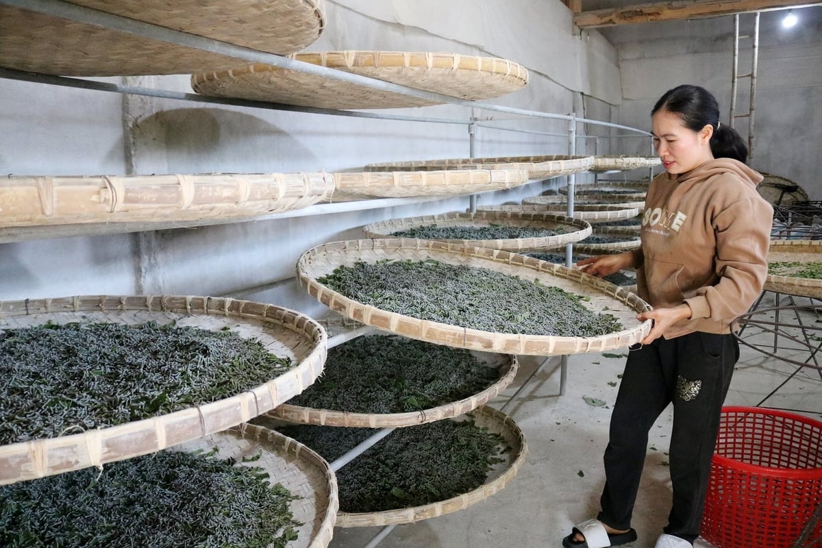 خانواده خانم نگو تی دین، اهل روستای کوک خینگ، یک خانواده کشاورز توت و پرورش دهنده کرم ابریشم در کمون فوک خان، استان لائو کای هستند. عکس: بیچ هاپ. Gia đình chị Ngô Thị Diên, thôn Cóc Khiểng, một hộ trồng dâu nuôi tằm tại xã Phúc Khánh, Lào Cai. Ảnh: Bích Hợp.