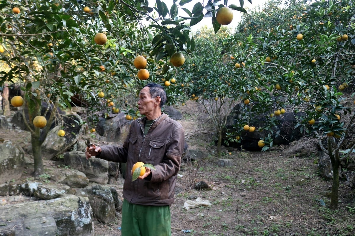 مدل کشاورزی پرتقال خانواده آقای چیو تین لن در روستای تری نگوای، کمون فوک خان، سالانه صدها میلیون دانگ ویتنام درآمد ایجاد میکند. عکس: بیچ هاپ. Mô hình trồng cam cho thu nhập hàng trăm triệu đồng/năm của gia đình ông Chiêu Tiến Lên, thôn Trĩ Ngoài, xã Phúc Khánh. Ảnh: Bích Hợp.