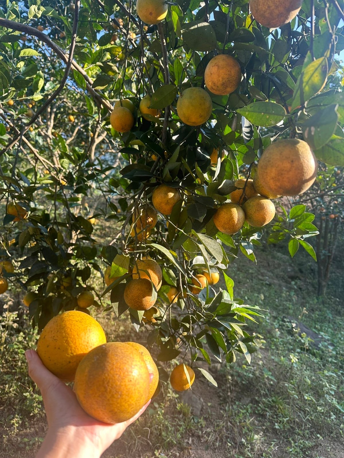 پرتقالهای طلایی به شدت از شاخههای باغ خانواده آقای چیو تین لن آویزان هستند. عکس: بیچ هاپ. Những trái cam vàng óng, trĩu cành tại vườn cam của gia đình ông Chiêu Tiến Lên. Ảnh: Bích Hợp.