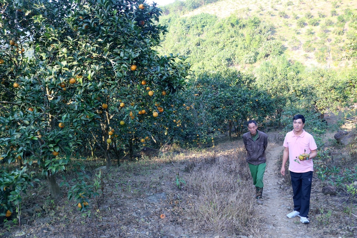 مقامات اداره اقتصاد کمون فوک خان از یک باغ پرتقال نمونه در روستای تری نگوای بازدید میکنند. عکس: بیچ هاپ. Cán bộ Phòng Kinh tế xã Phúc Khánh thăm mô hình trồng cam tại thôn Trĩ Ngoài. Ảnh: Bích Hợp.