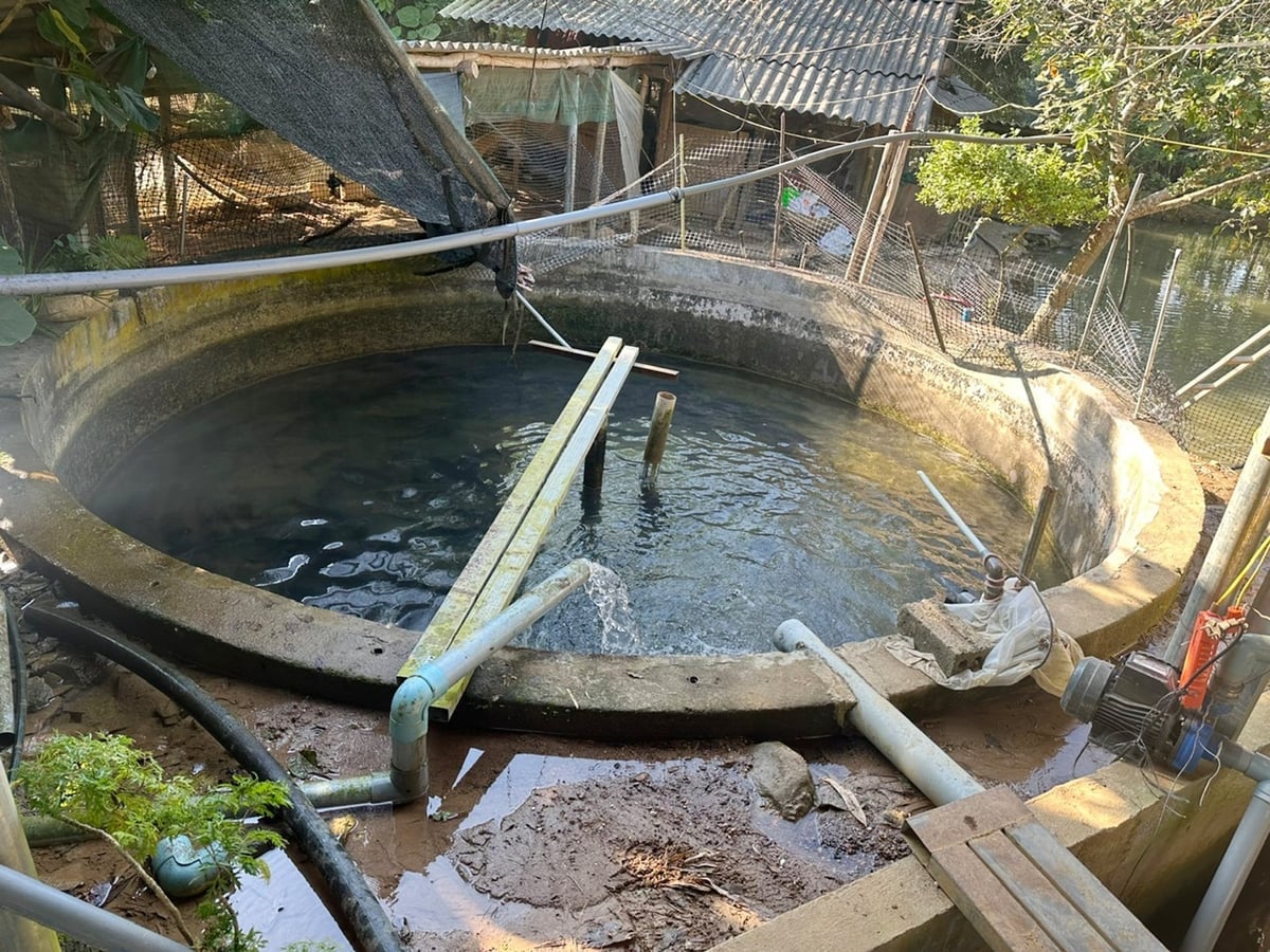 پرورش ماهی آب شیرین در حال تبدیل شدن به یک امرار معاش جدید است که به مردم کمون فوک خان کمک میکند تا از فقر فرار کنند. عکس: بیچ هاپ. Nuôi cá nước ngọt đang là sinh kế mới giúp người dân xã Phúc Khánh thoát nghèo. Ảnh: Bích Hợp.