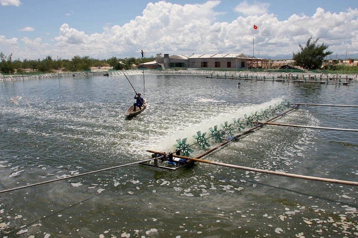 Mikrobiální přípravky se v akvakultuře stále častěji používají. Foto: Hong Tham. Chế phẩm vi sinh đang ngày càng được sử dụng rộng rãi trong nuôi trồng thủy sản. Ảnh: Hồng Thắm.