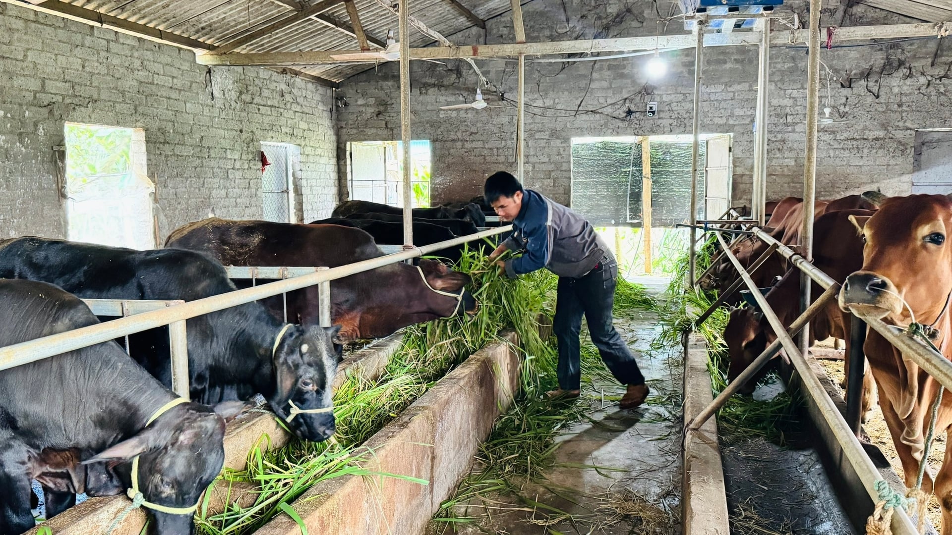 Människor ökar mängden grönfoder i fodret och kompletterar det med stärkelse, mineraler och vitaminer för boskapen under vintern. Foto: Anh Nguyet. Người dân tăng khẩu phần thức ăn xanh, bổ sung tinh bột, khoáng chất và vitamin cho gia súc trong mùa đông. Ảnh: Ánh Nguyệt.